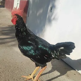 Хораз ШАППАТ ТОВУКПЕРИ