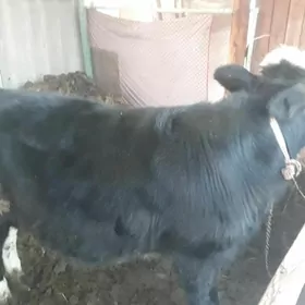 галштейн окуз