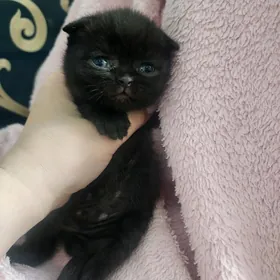 Шоколадный вислоухий мальчик