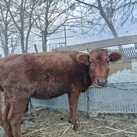 sygyr okuz tuwe gole