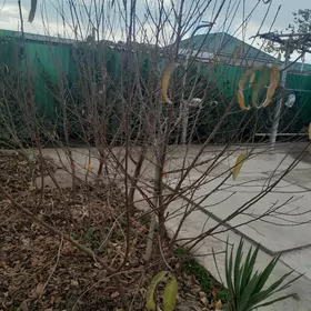 Şetdaly, üzüm nahallary