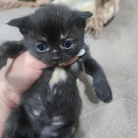 Девочка черепахового окраса