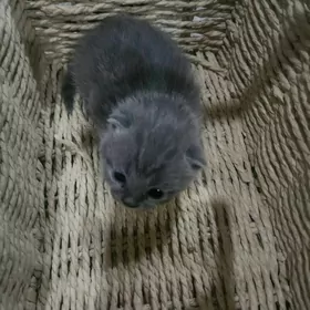 Вислоухая девочка