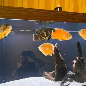 астронотусы 30см красные