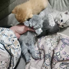 Шотландские котята