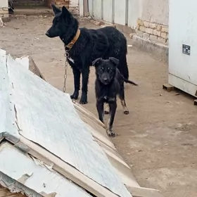 овчарка бельгийский, awçarka