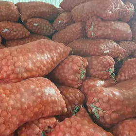 Картошка тохум