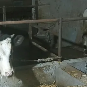 симентал, черный пестер