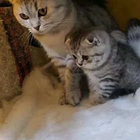 Шотландские котята