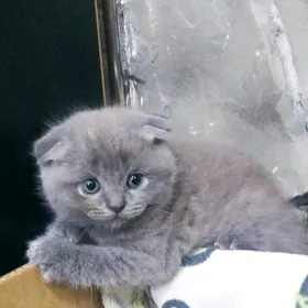 домашние животныедомашние жив