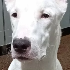 продам собаку