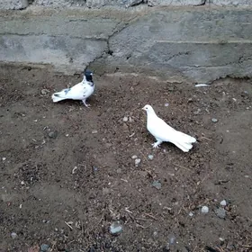 kepderi голуби