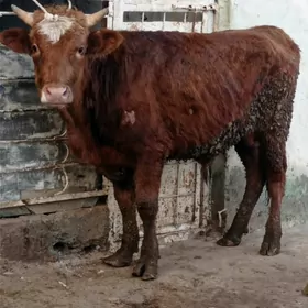 Simental gibrit okuz