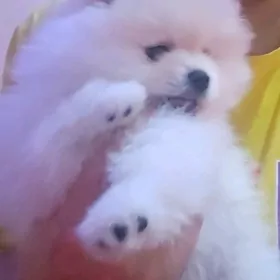 Памеранский шпиц Собака