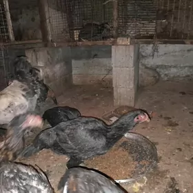 Azil Özbek Taşkent Mäki