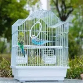 Kamplekt popugay guslar