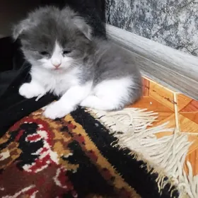 Шотландский вислоухие котята