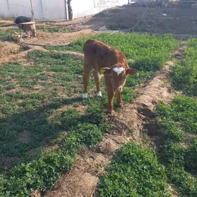 Semantal , Galşteýin göleler