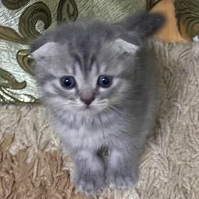 шотландские котята