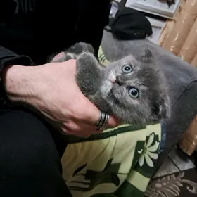 шотландские котята