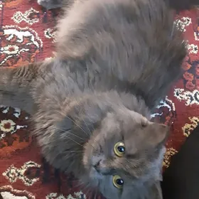 ШОТЛАНДСКАЯ КОШКА