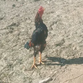 BRAZIL TASHKENT HORAZ