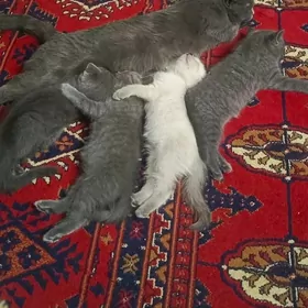 Котята девочка с мальчиком!