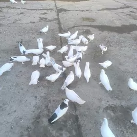 ️Kepderi️Голуби️