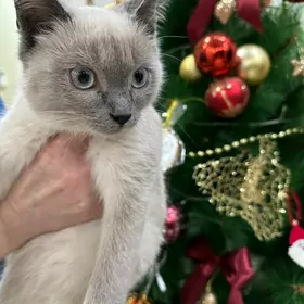 siamski pishik сиамская кошка