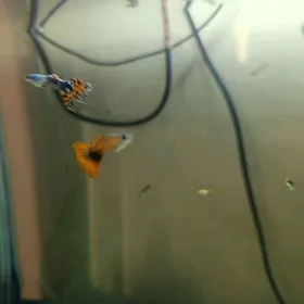 рыбки