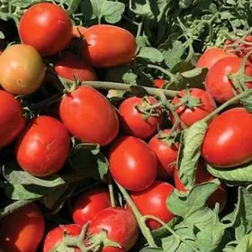 Apache F1 pomidor tohum