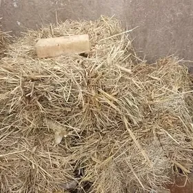 suwoty kip, mekge palaç