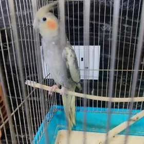 Попугай popugay