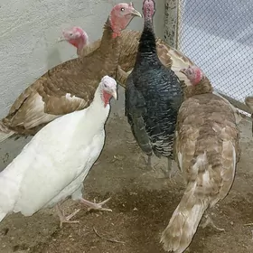 induk bolgar horazlar.