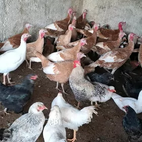 induk ordek towuk horaz sisark