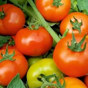 Kupon F1 pomidor tohumy