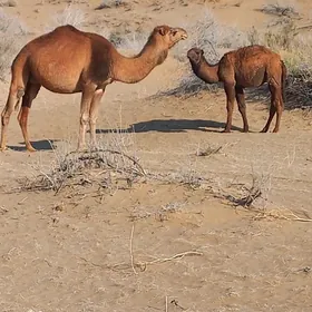 Торымлы дуйе