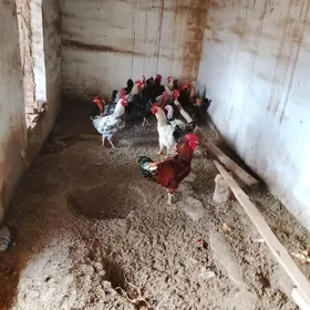 гиган хоразлар