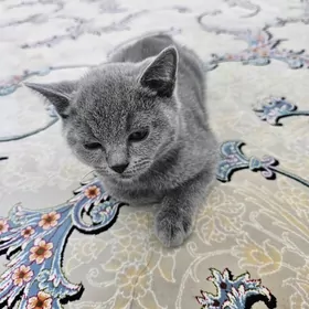 Şotlandskiý pişik