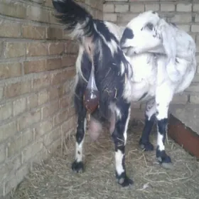 Пакистан овлак