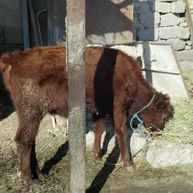 unajyn okuzceunajyn okuzce