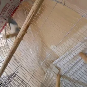 Papugay gus walnisty