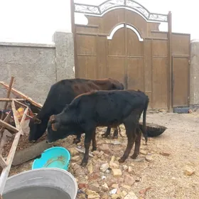 uly göleli sygyrlar