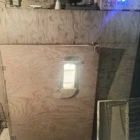 Inkinator 1250 towuk yumurtgas