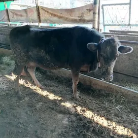 келек сыгыр