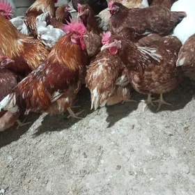 lohman brawun yumurtgasy