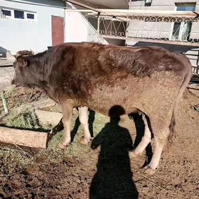 богах сыгыр