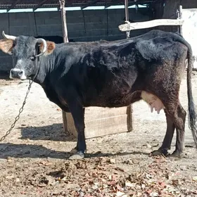 sagylyan bogaz sygyr