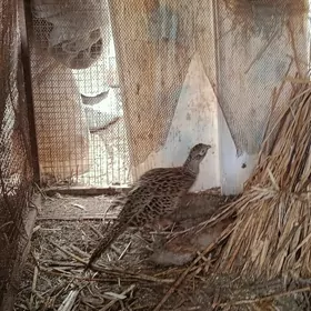 Сулгун  жужеси