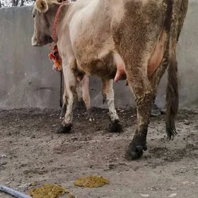 Şiwit Gölely sygyr